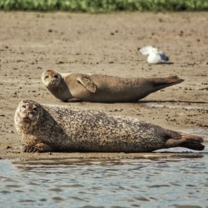 Seal Spotting aboard River Runner - Sandwich
