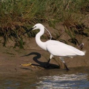 Spot the wildlife - Sandwich River Runner Trips